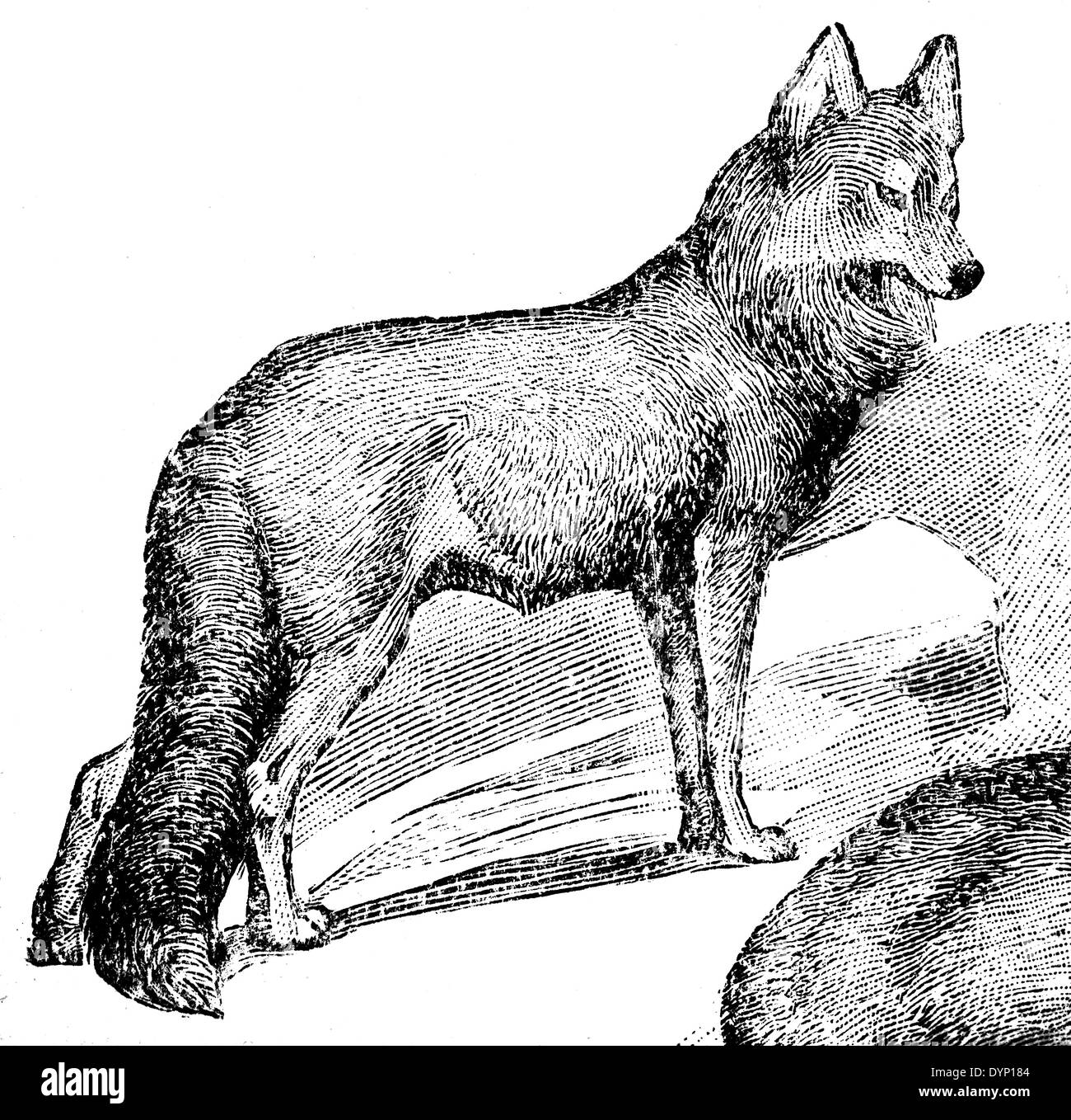 Red wolf (Canis rufus), illustration from Soviet encyclopedia, 1928 Stock Photo