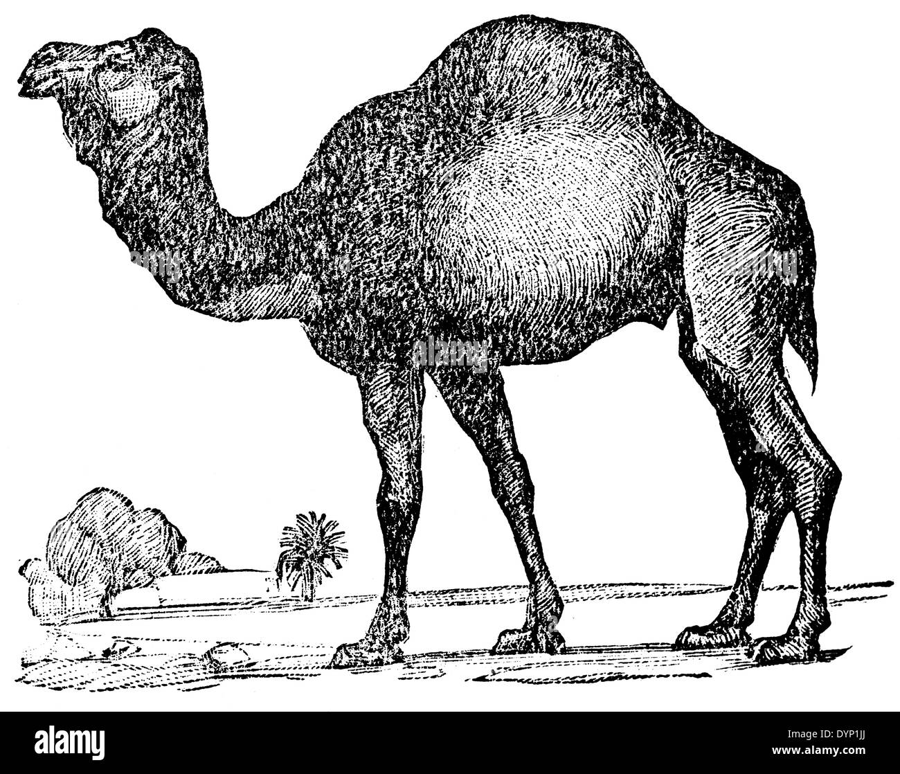 Dromedary, Arabian camel, Indian camel (Camelus dromedarius), illustration from Soviet encyclopedia, 1928 Stock Photo