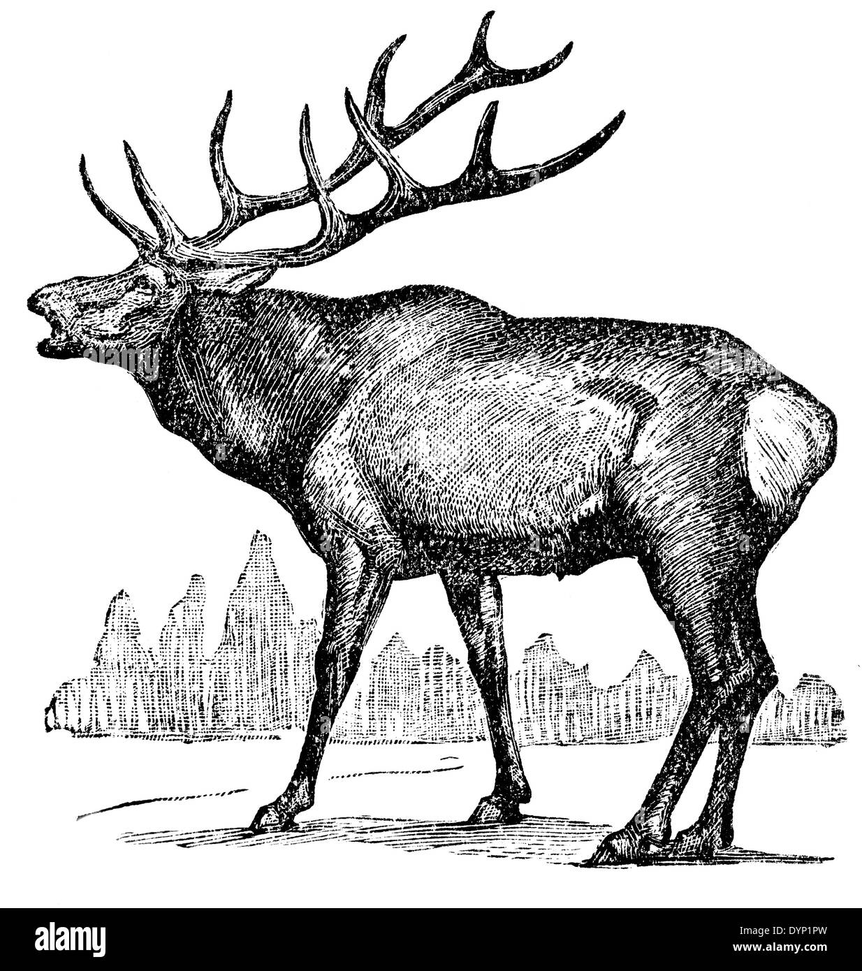 Elk, wapiti (Cervus canadensis), illustration from Soviet encyclopedia, 1927 Stock Photo