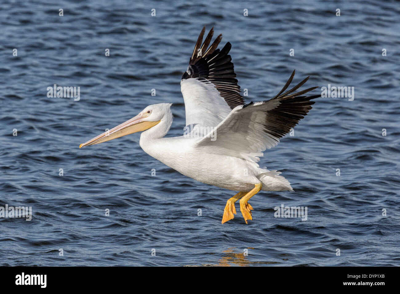 American White Pelican coming in to land on a lake Stock Photo - Alamy