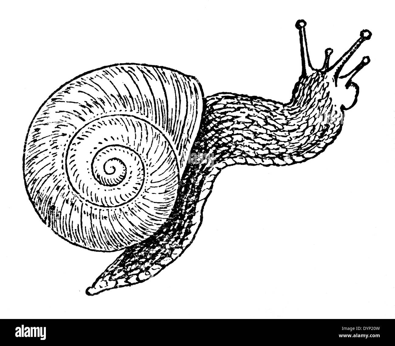 Burgundy snail, Roman snail, edible snail or escargot (Helix pomatia), illustration from Soviet encyclopedia, 1927 Stock Photo