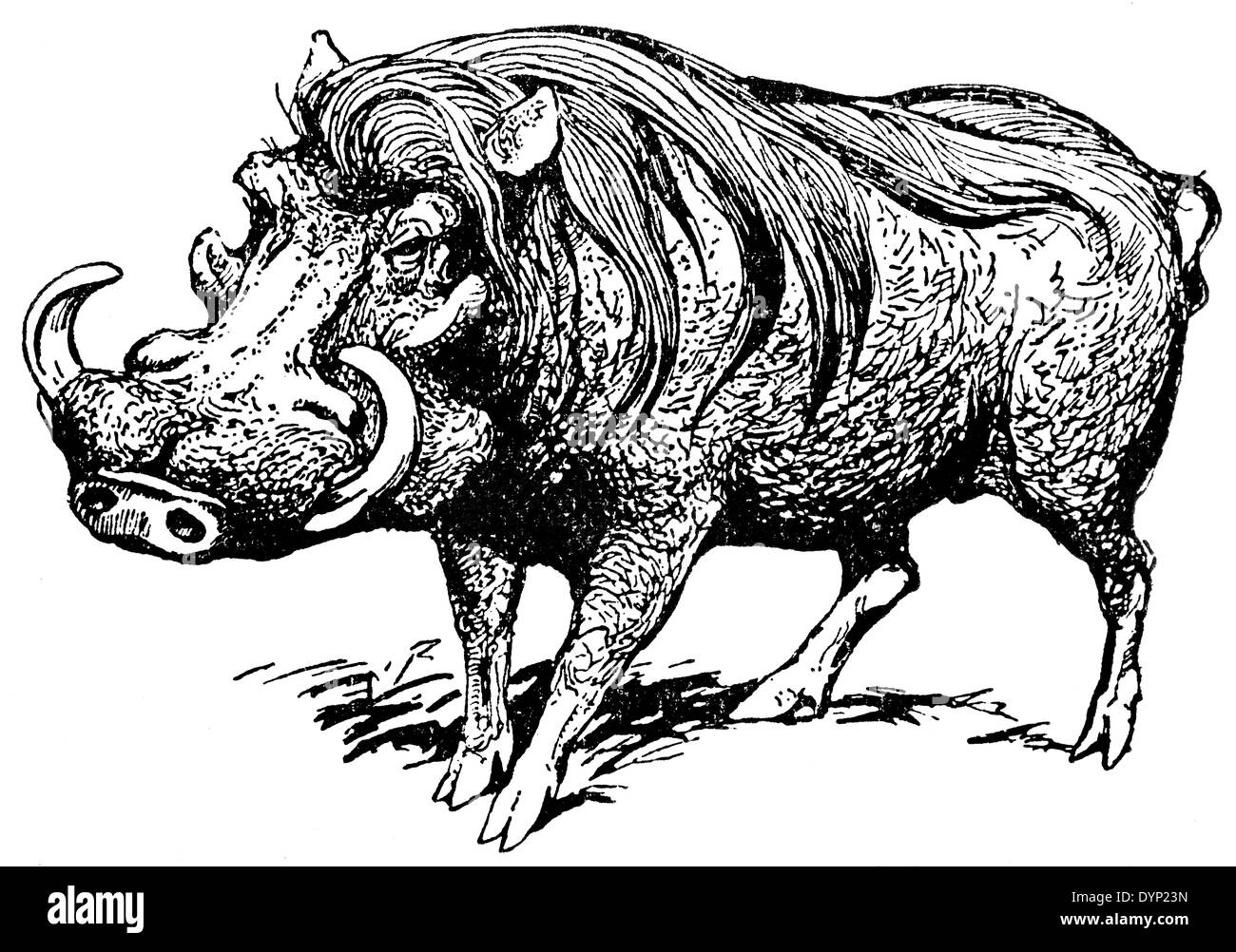 Common warthog (Phacochoerus africanus), illustration from Soviet encyclopedia, 1927 Stock Photo