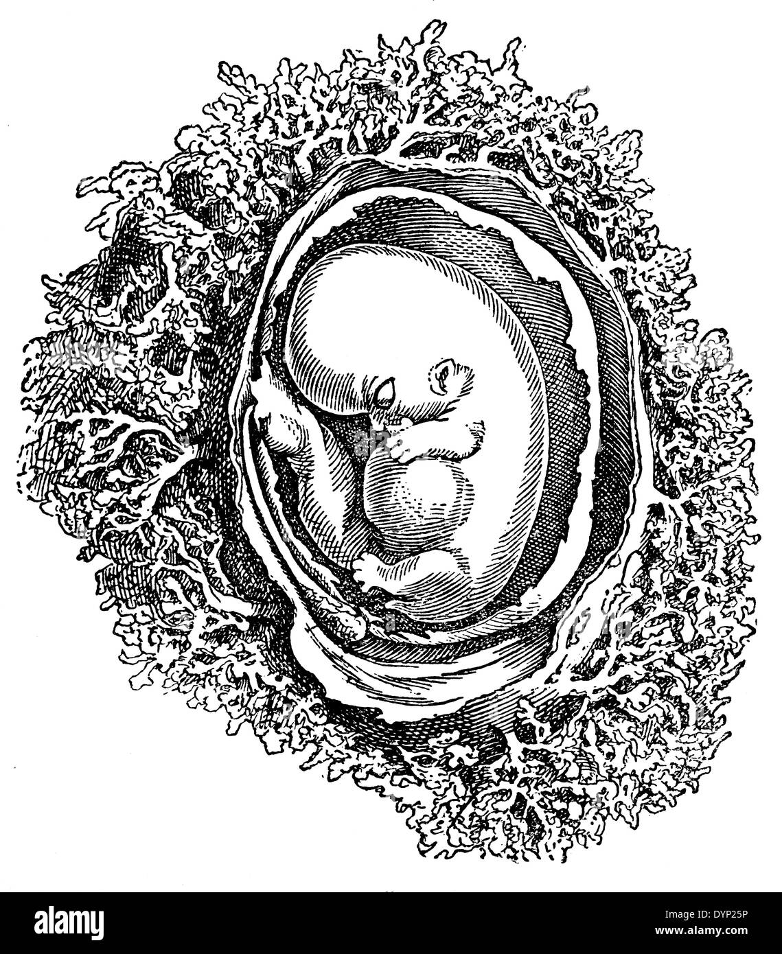 6 week human fetus, illustration from Soviet encyclopedia, 1927 Stock Photo