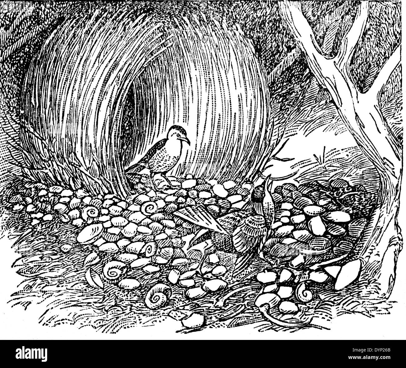 Spotted Bowerbird (Chlamydera maculata) at nest, illustration from Soviet encyclopedia, 1927 Stock Photo