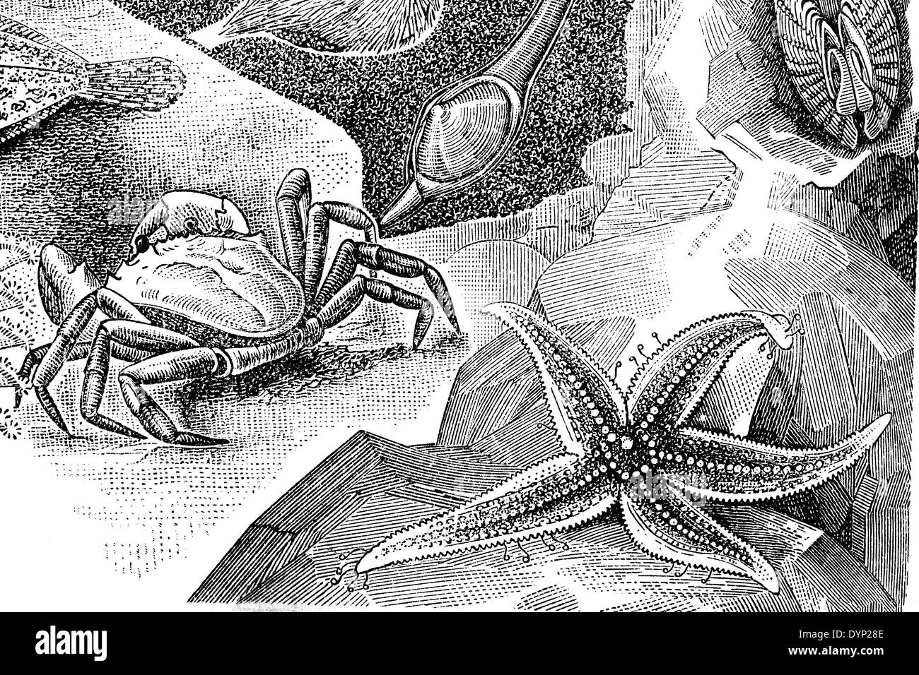 Littoral crab (Carcinus maenas), sea star (Asterias rubens), illustration from Soviet encyclopedia, 1927 Stock Photo