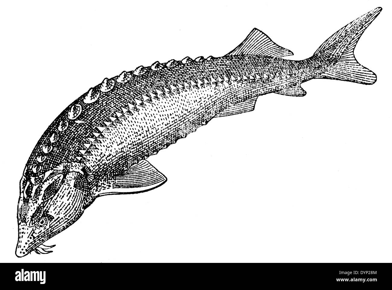 European sturgeon (Huso huso), illustration from Soviet encyclopedia, 1927 Stock Photo