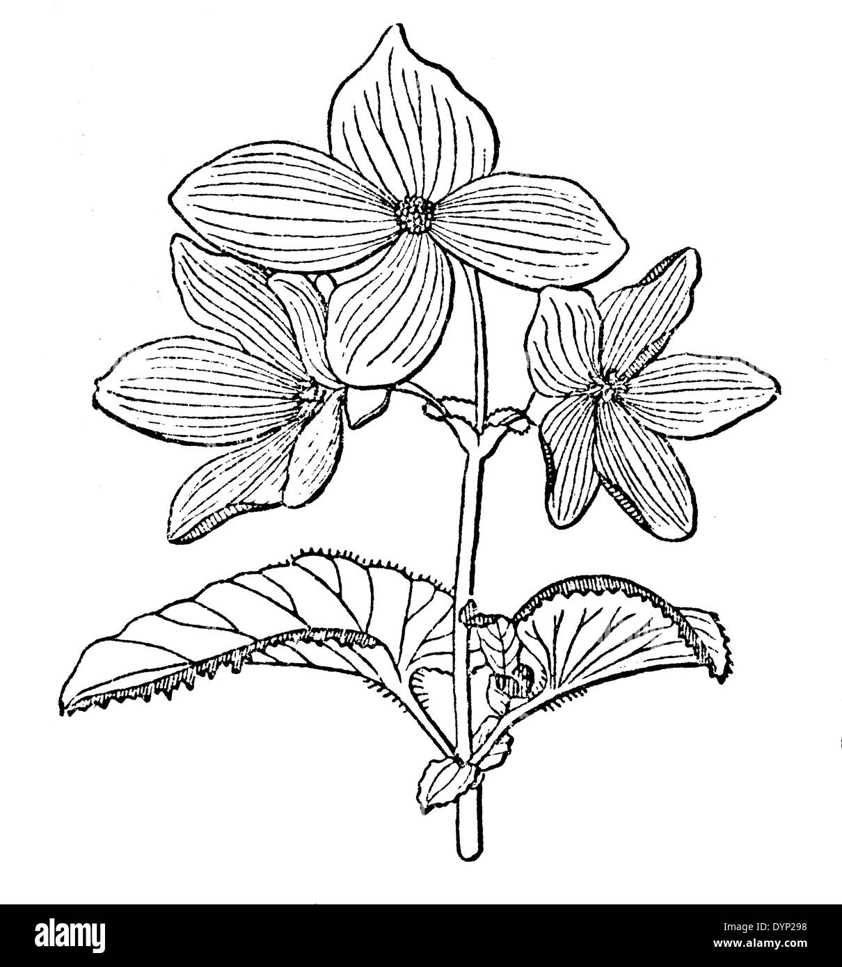 Begonia flower, illustration from Soviet encyclopedia, 1927 Stock Photo