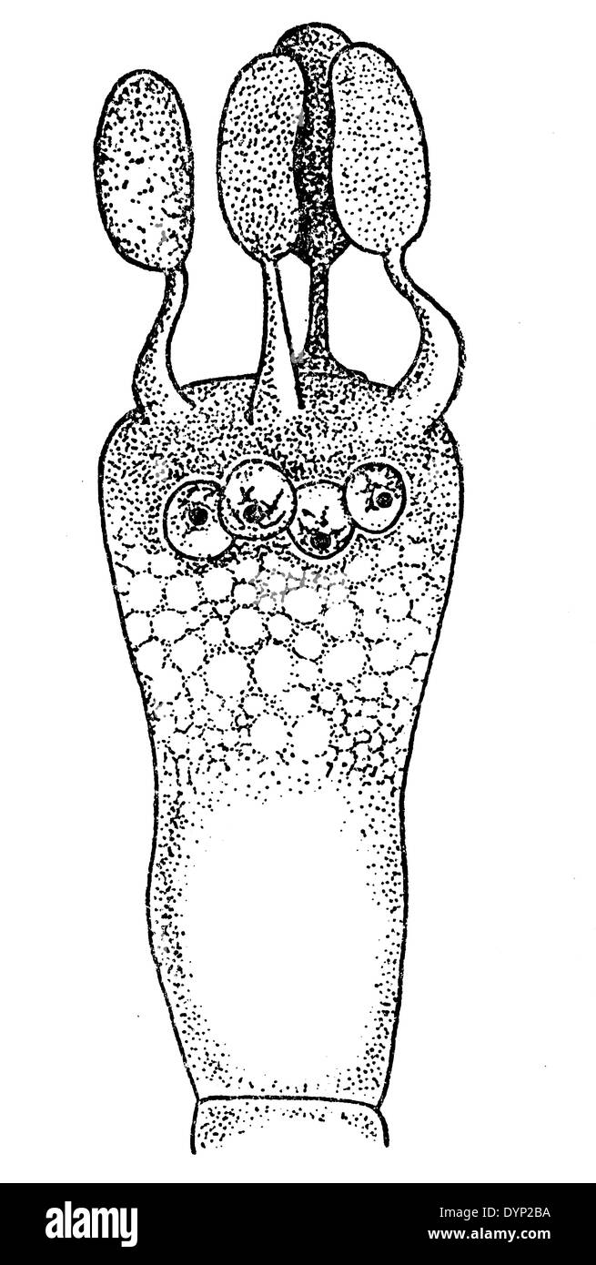 Basidium, illustration from Soviet encyclopedia, 1926 Stock Photo - Alamy