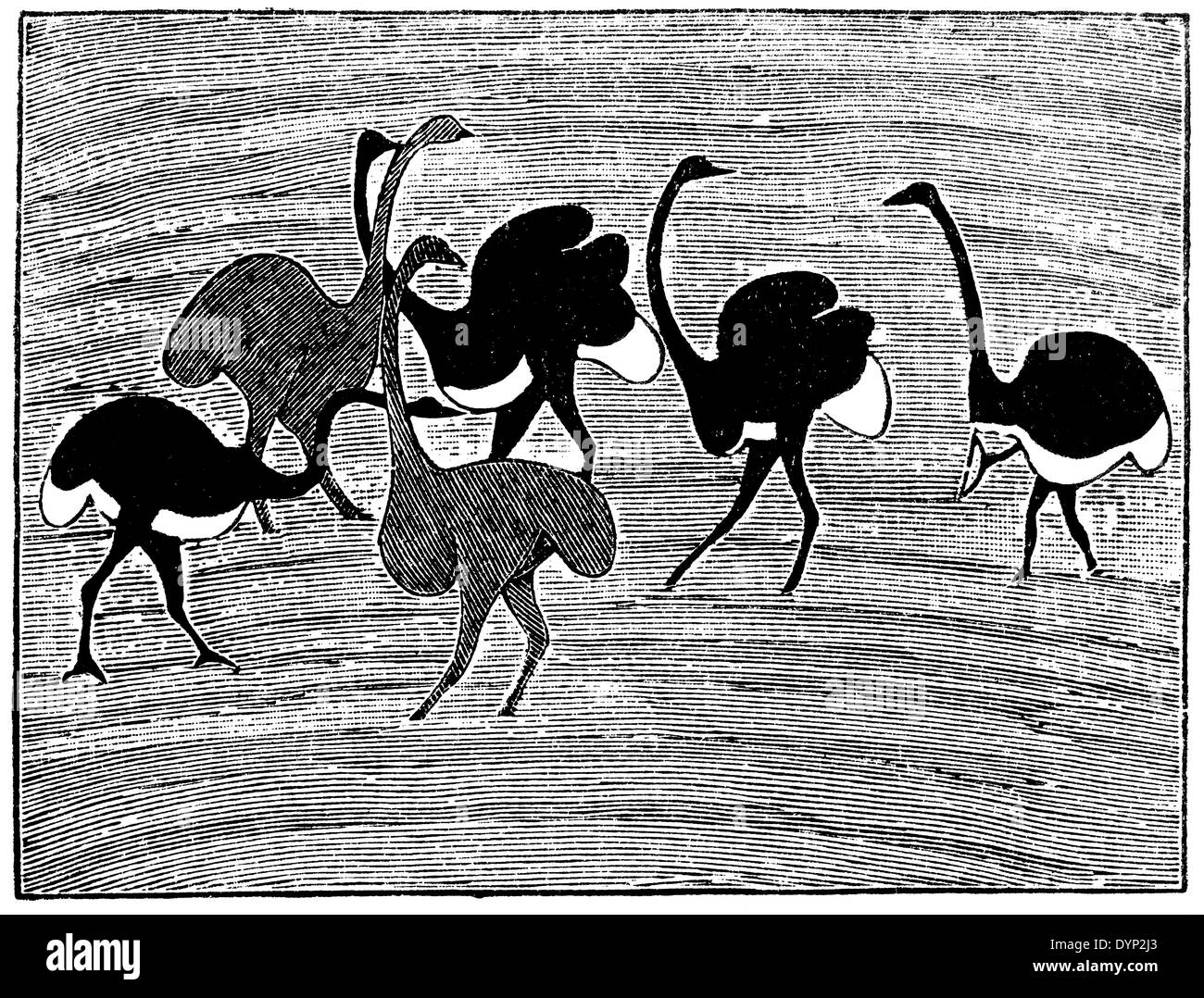 Ostrich, cave mural painting, Wittebergen Colonial Native Reserve, South Africa, illustration from Soviet encyclopedia, 1926 Stock Photo