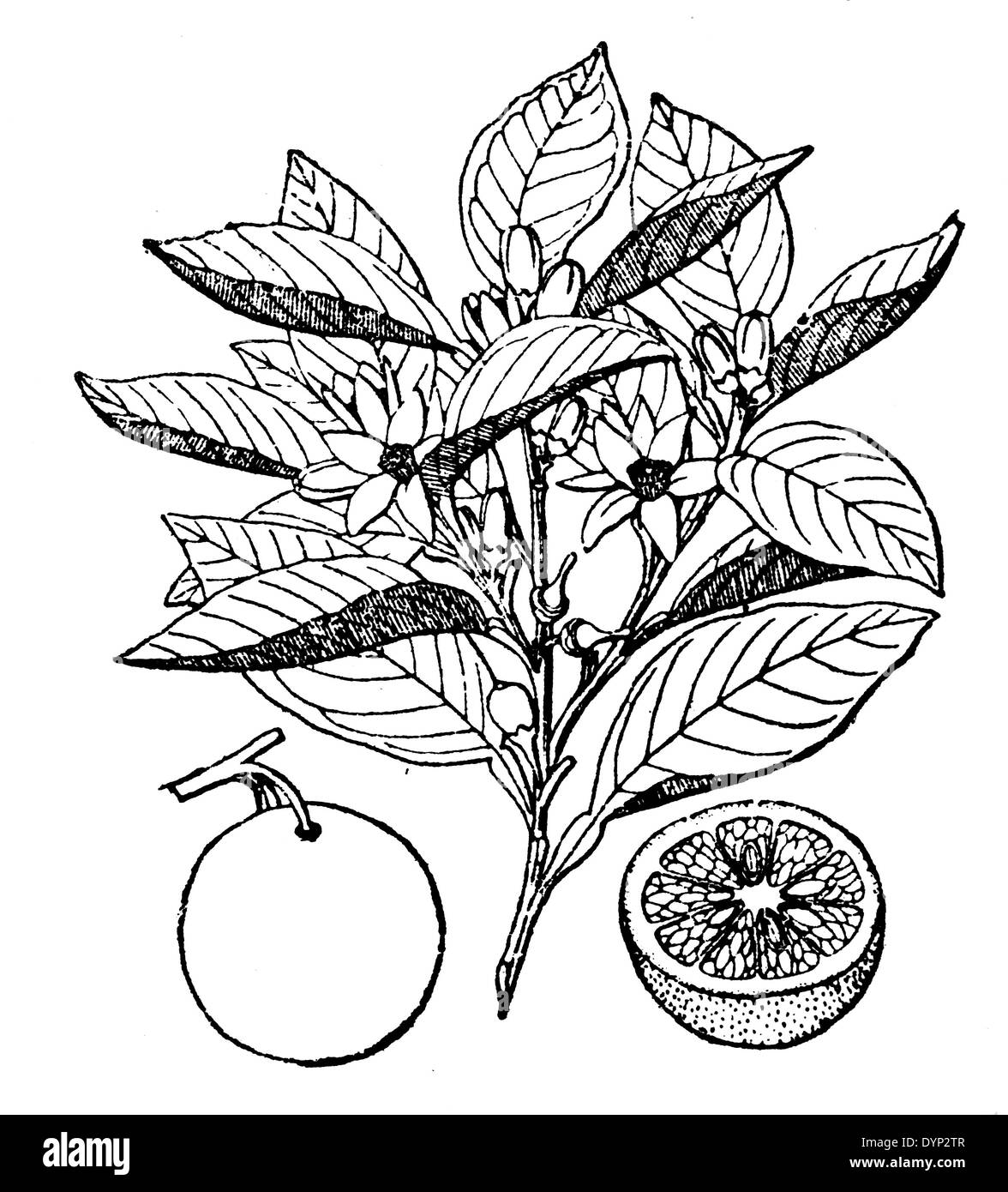 Orange (Citrus sinensis, Citrus aurantium), illustration from Soviet encyclopedia, 1926 Stock Photo