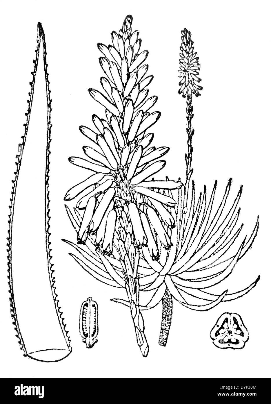 Aloe Flower Drawing