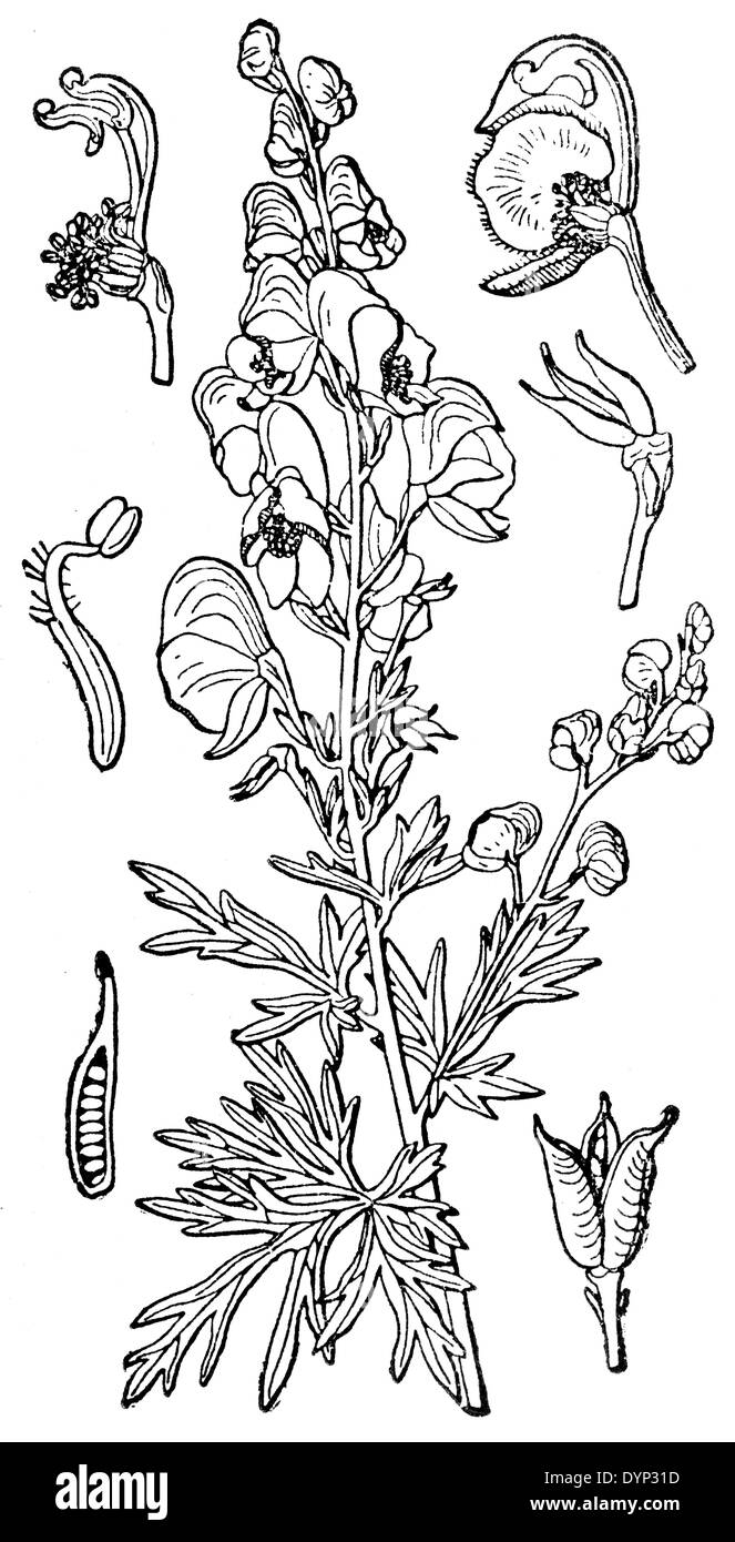 Aconitum variegatum, illustration from Soviet encyclopedia, 1926 Stock Photo