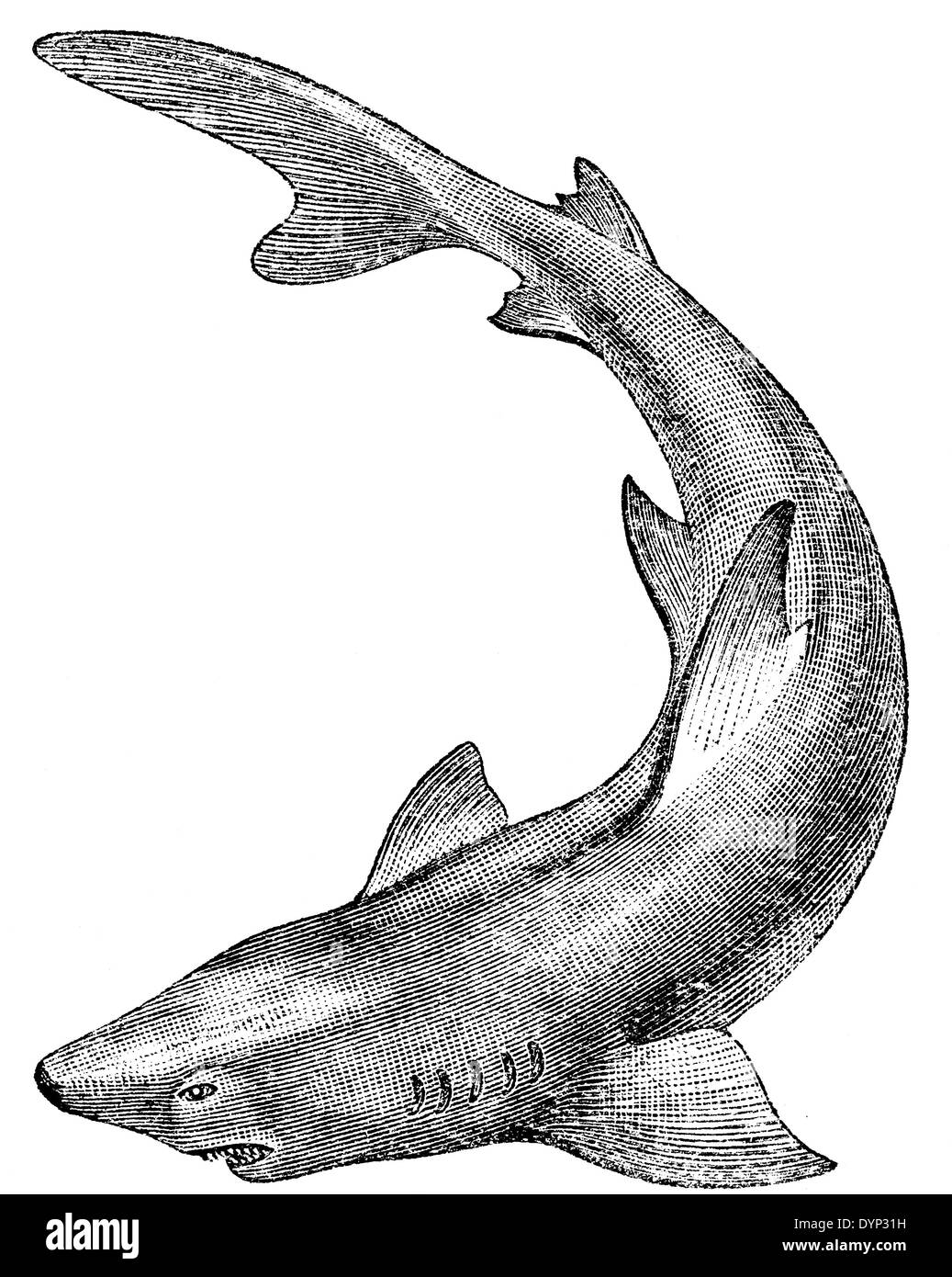 Tiger shark, illustration from Soviet encyclopedia, 1926 Stock Photo