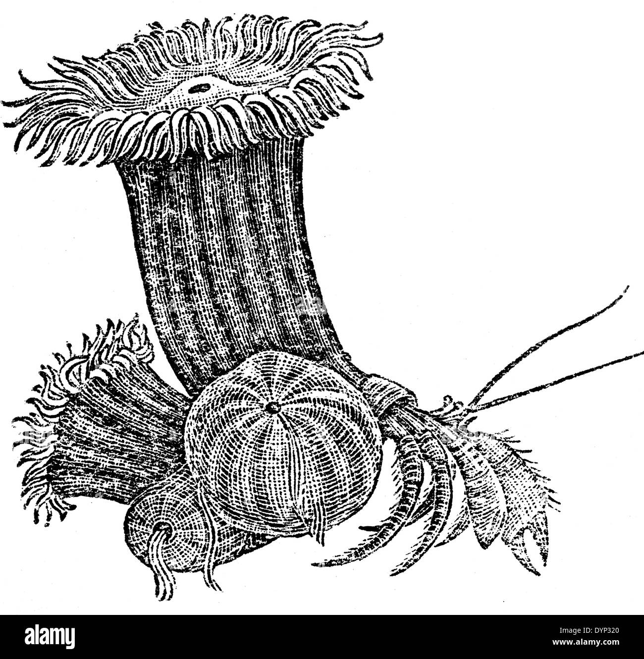 Sea anemone (Calliactis parasitica) on hermit crab, illustration from Soviet encyclopedia, 1926 Stock Photo
