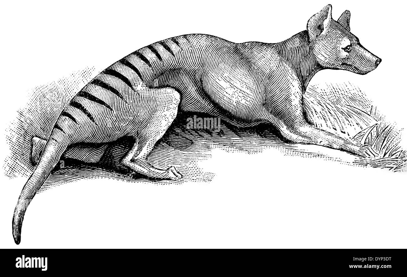 Thylacine (Thylacinus cynocephalus), illustration from Soviet encyclopedia, 1926 Stock Photo