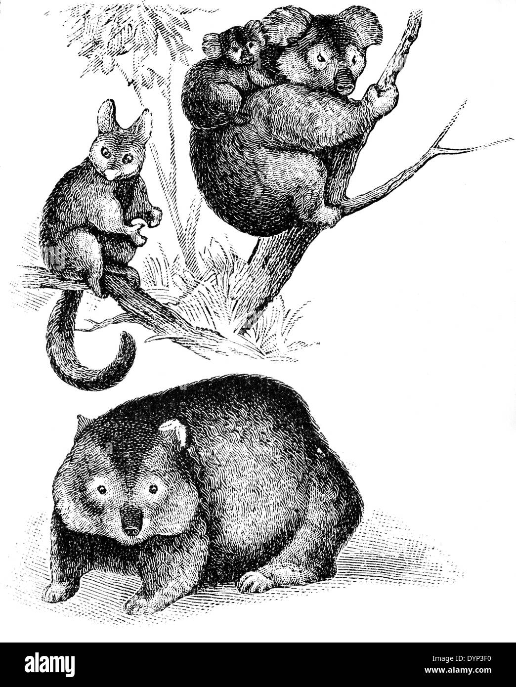 Koala (Phascolarctos cinereus), Brushtail possum (Trichosurus vulpecula), Common wombat (Vombatus ursinus) Stock Photo