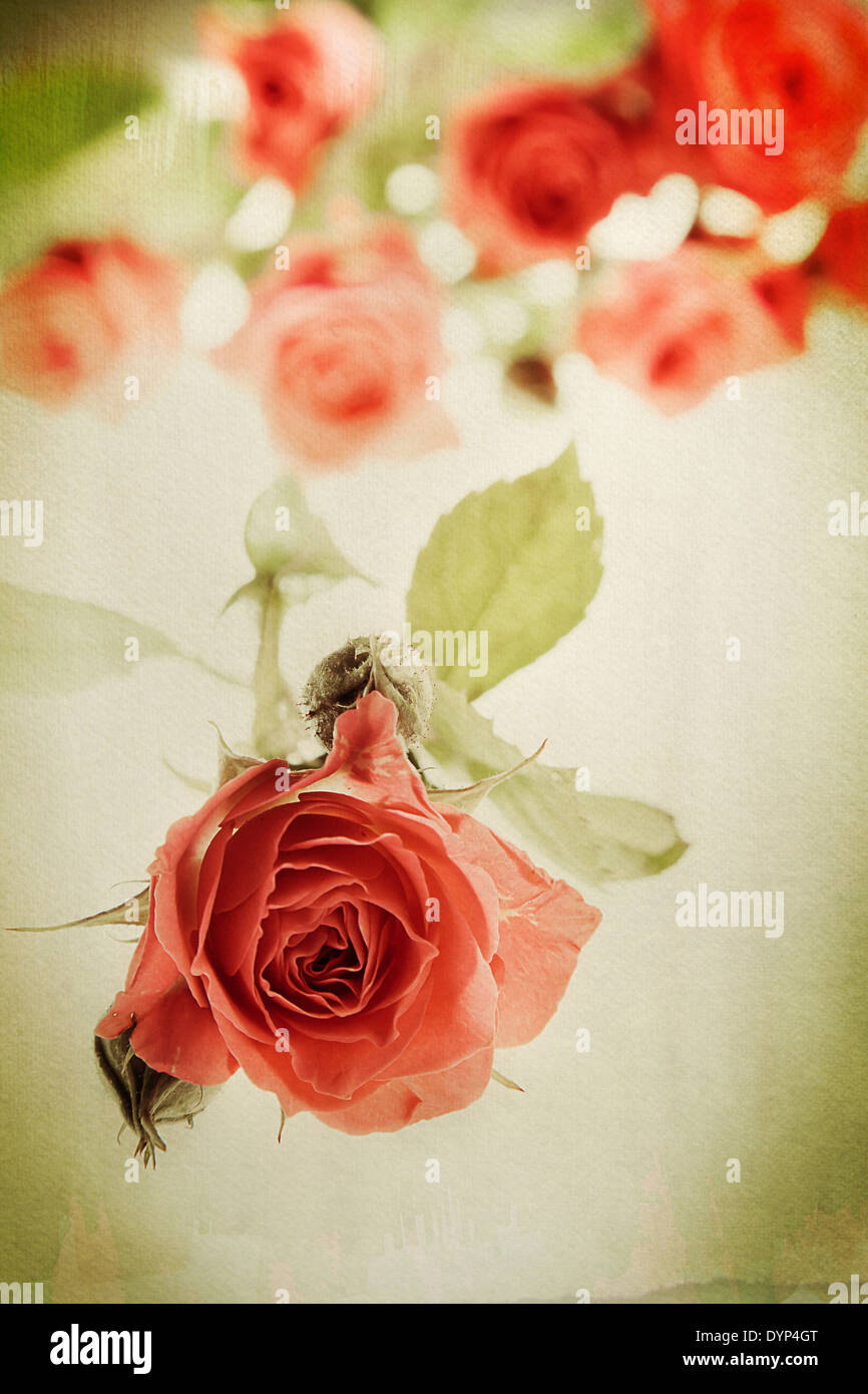Vintage rose on watercolor background. Distressed look for a retro feel. Focus on bud in the foreground. Stock Photo