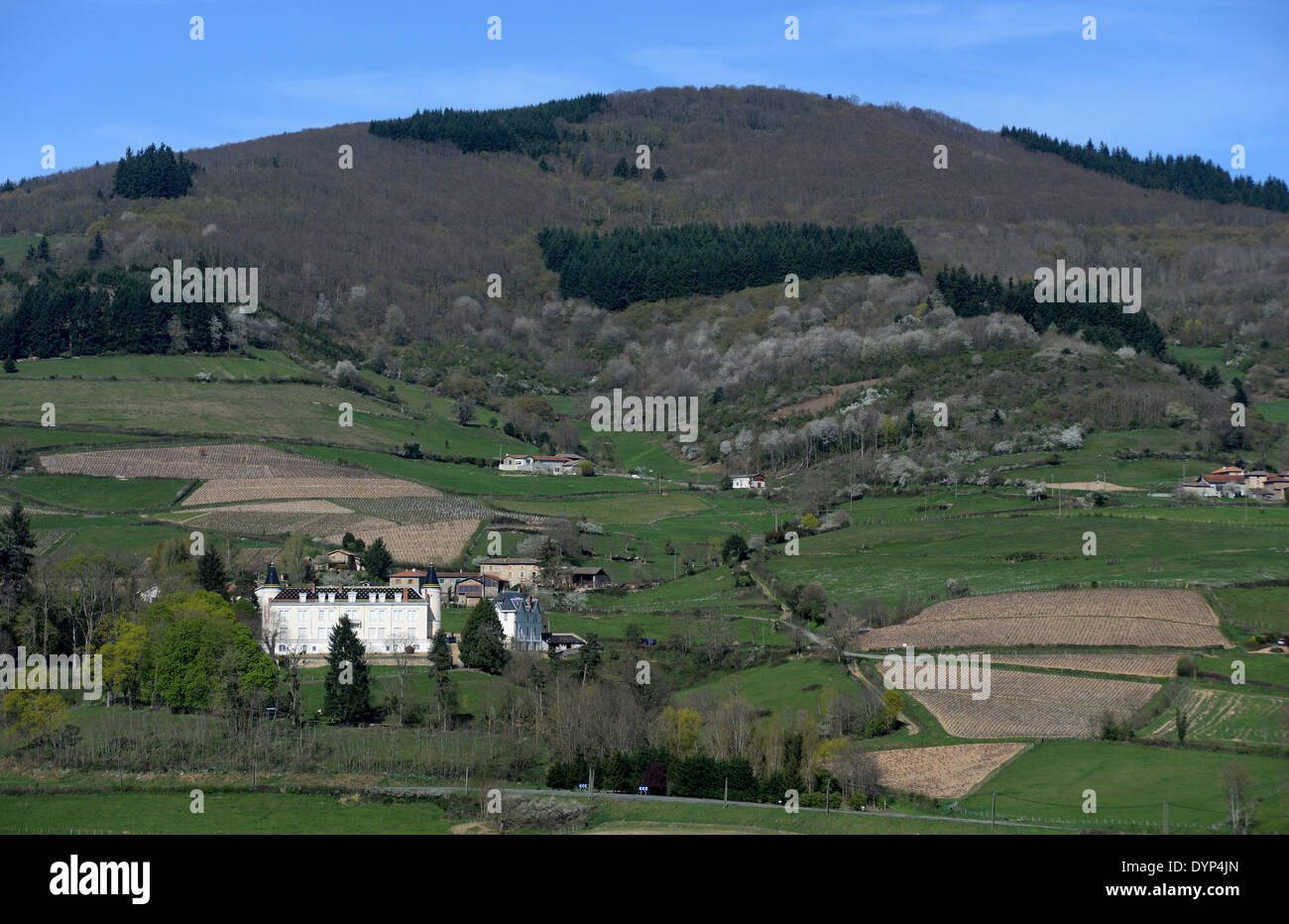 Vineyards of the Beaujolais region of France. Stock Photo