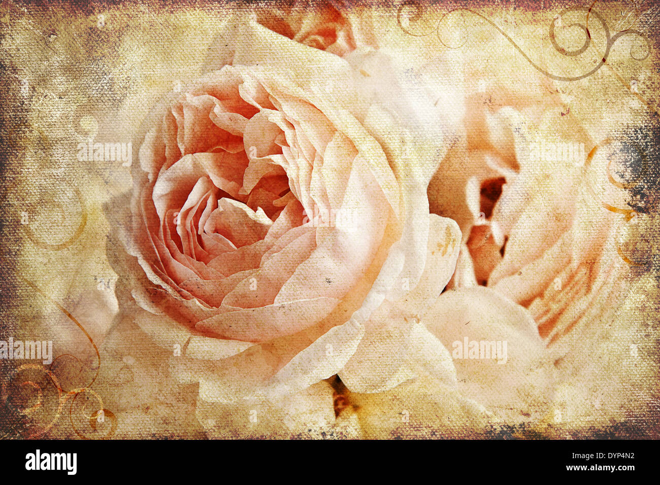 Vintage rose on canvas. Great as a greetings card or for a love message