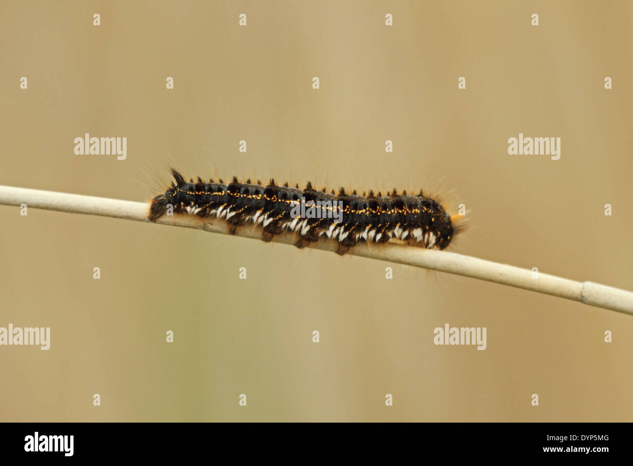 Drinker Moth (Euthrix potatoria) - caterpillar or larva. Stock Photo