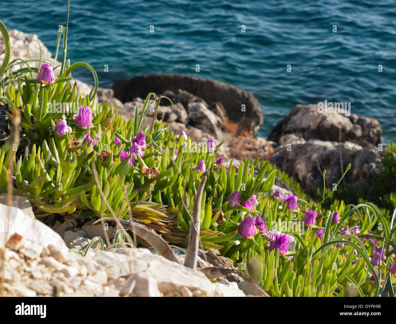 pigface flowers in bloom on island Dugi otok, Sali, Croatia Stock Photo