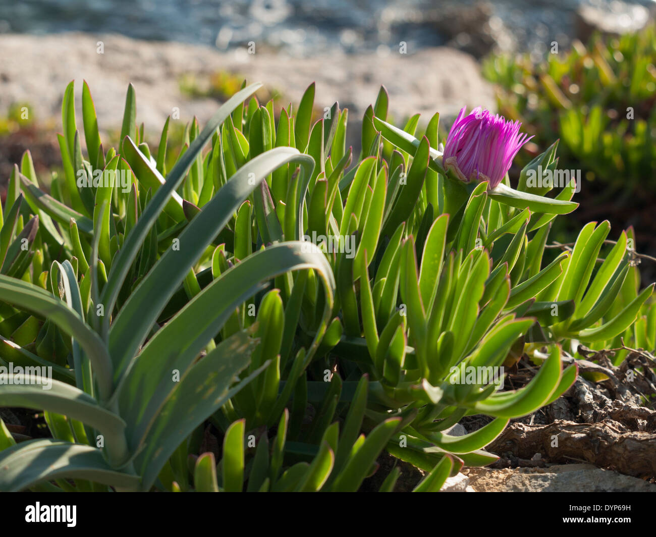 pigface flower in bloom on island Dugi otok, Sali, Croatia Stock Photo