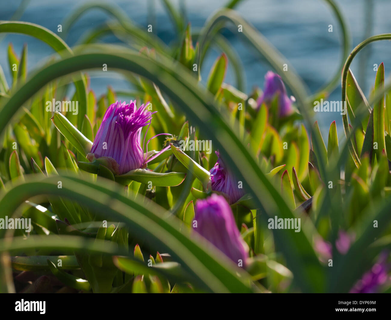pigface flower in bloom on island Dugi otok, Sali, Croatia Stock Photo