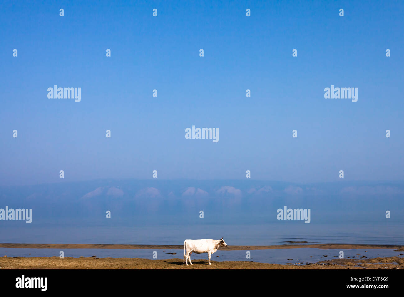 Cow on the shore of Lake Baikal, Olkhon Island. Part of Baikal called Small Sea Strait and western shore of Baikal in background Stock Photo