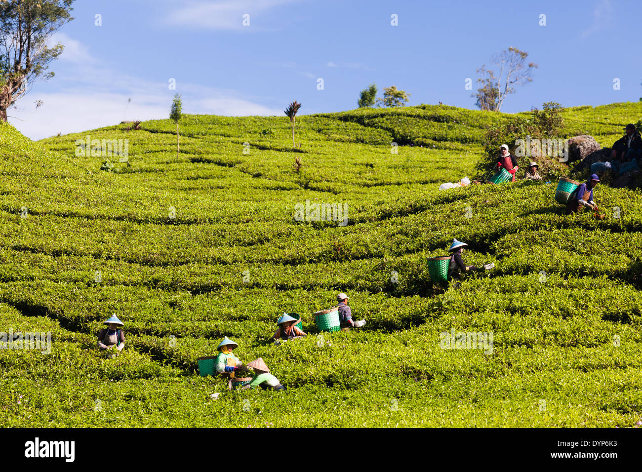 People harvesting tea (Camellia sinensis) on tea plantation near Ciwidey, West Java, Indonesia Stock Photo