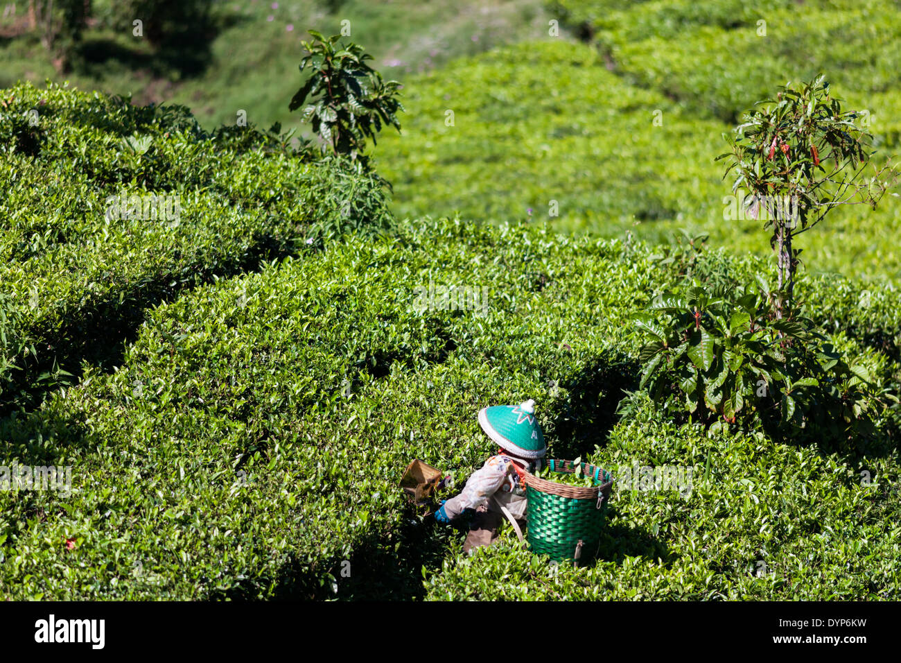 Woman harvesting tea (Camellia sinensis) on tea plantation near Ciwidey, West Java, Indonesia Stock Photo