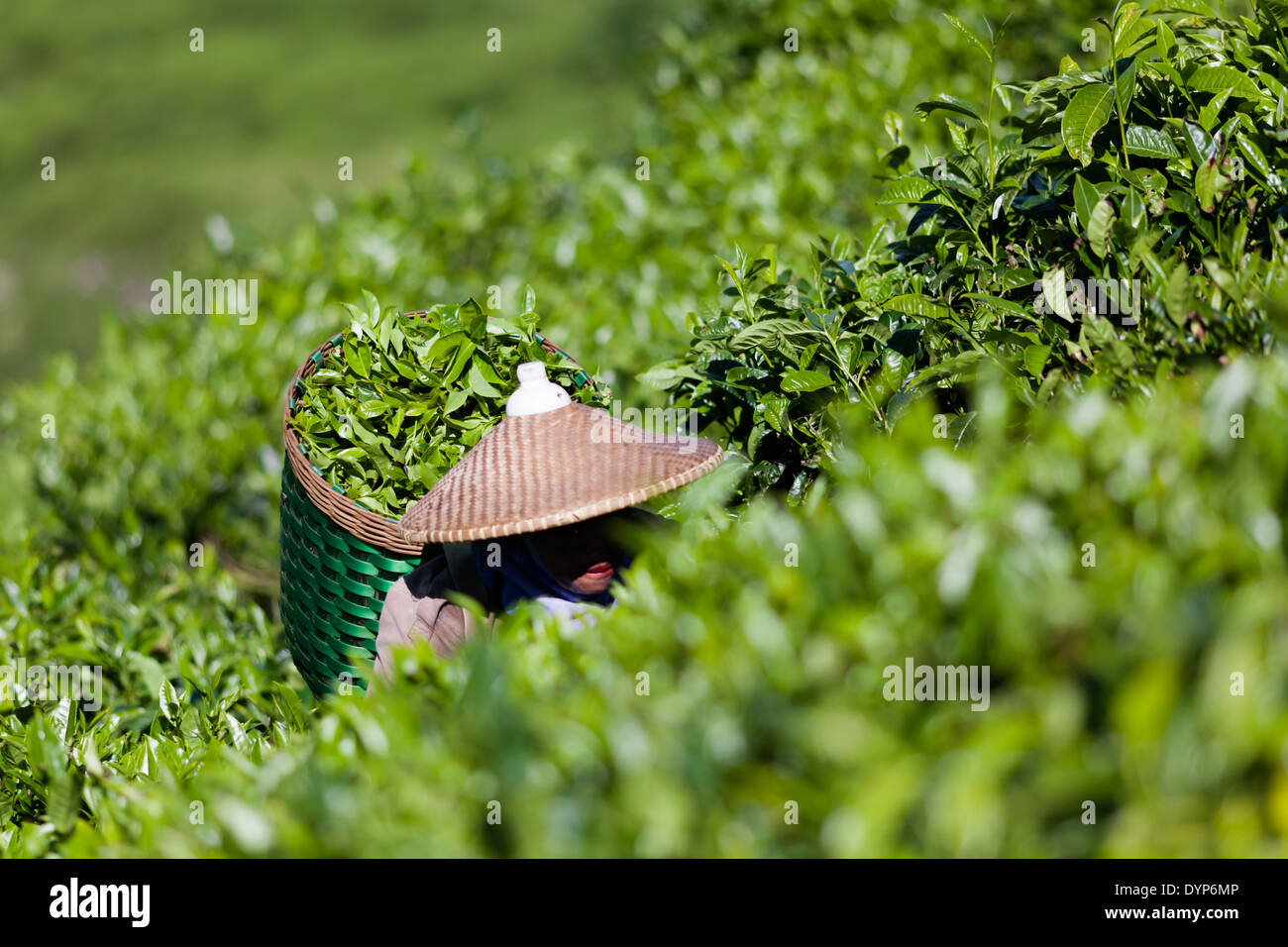 Woman in the conical hat with basket full of fresh cut tea leaves on tea plantation near Ciwidey, West Java, Indonesia Stock Photo