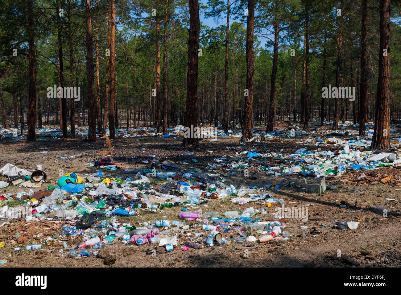 The litter in the forest near Khuzhir on Olkhon Island, Lake Baikal