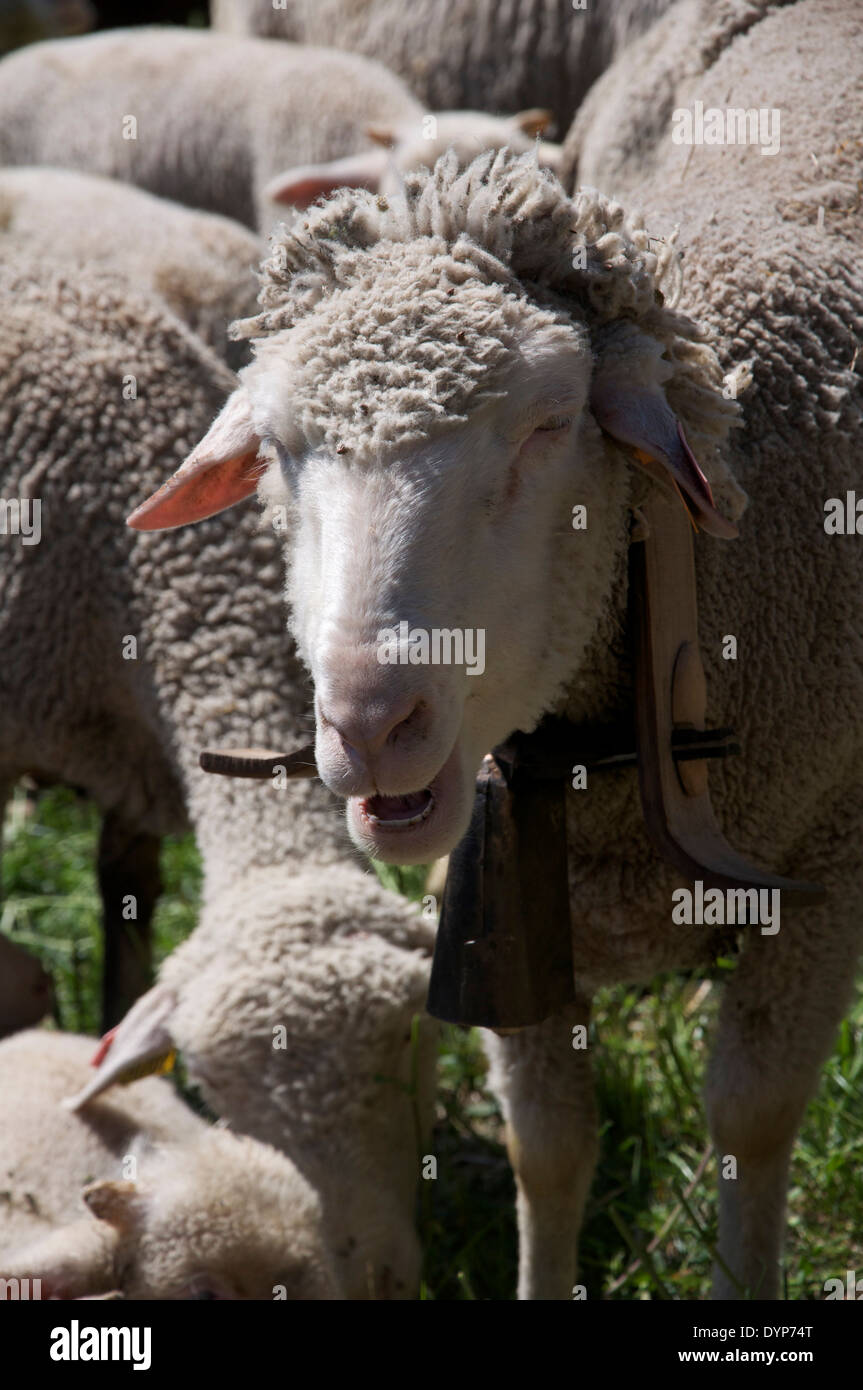 Portrait of a mature sheep with a bell around its neck, one of a flock