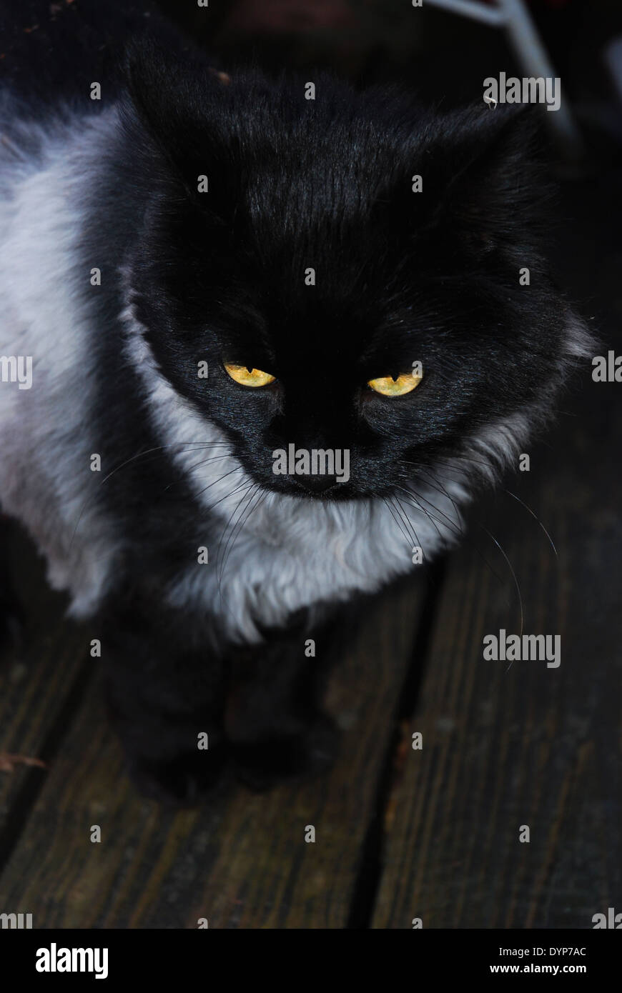 Cat with unusual black & silver longhair coat and big gold eyes standing on wooden deck outdoors. Stock Photo