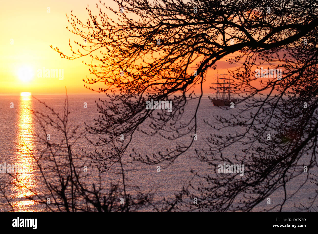 Georg Stage, a three-masted full-rigged Danish training tall ship in sunrise in the Sound in Denmark. A spring morning seen through branches and twigs Stock Photo