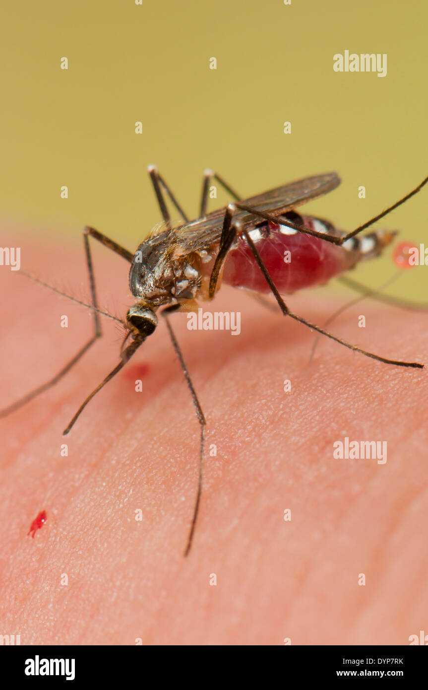 Aedes triseriatus mosquito female biting on human skin Stock Photo
