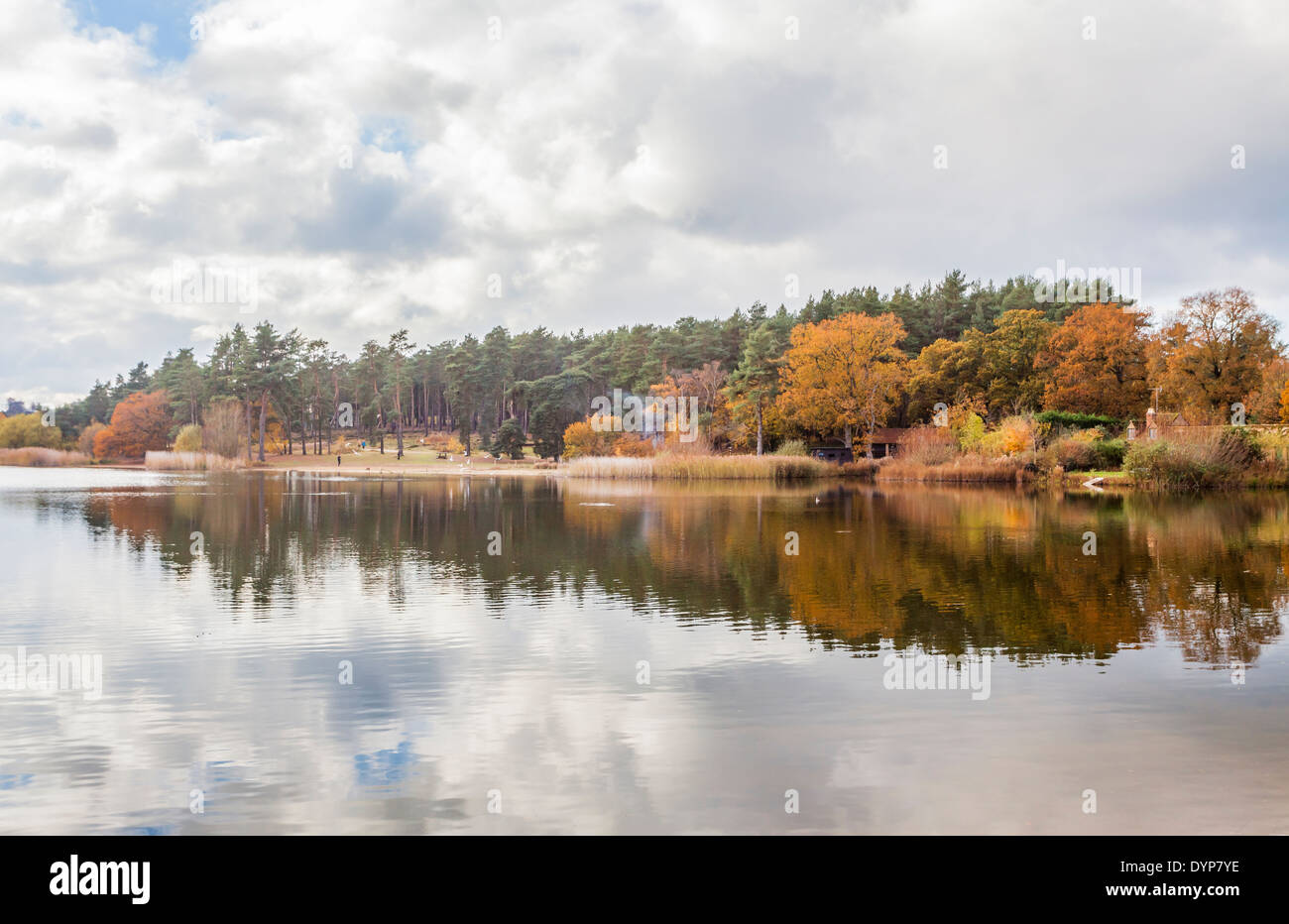 Frensham Little Pond, Surrey, UK - landscape with trees with bright autumn colours reflecting in lake Stock Photo