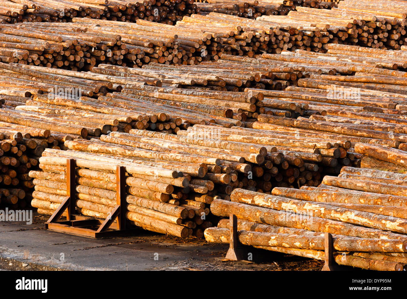 Log Ends Wood Rounds Cut Measured Tree Trunks Lumber Mill Stock Photo