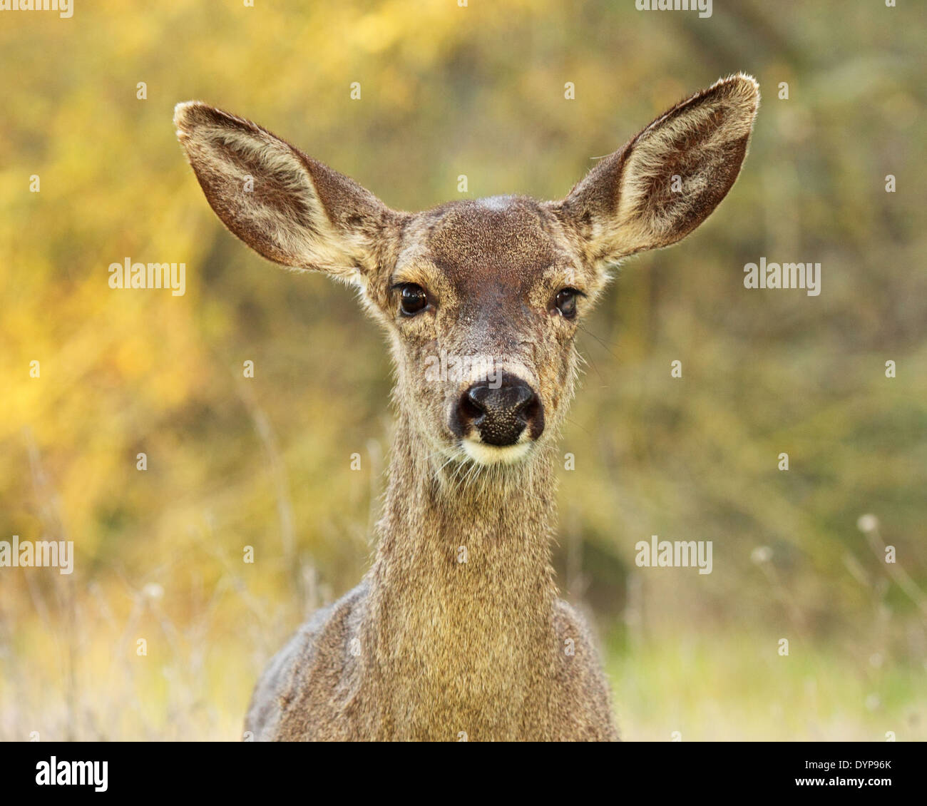 A Blacktailed Deer with a dead eye Stock Photo Alamy