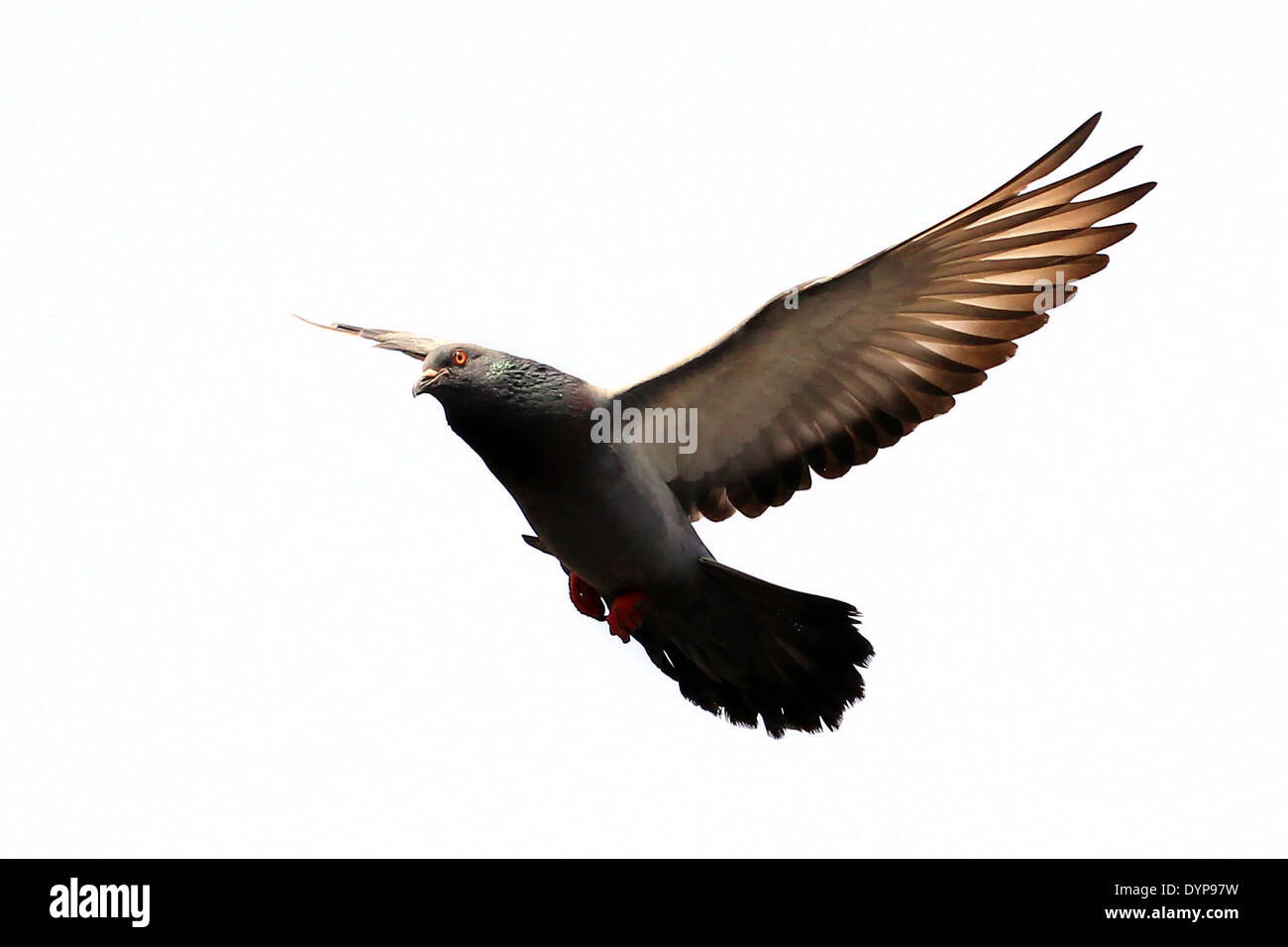 flying pigeon isolated on white background Stock Photo