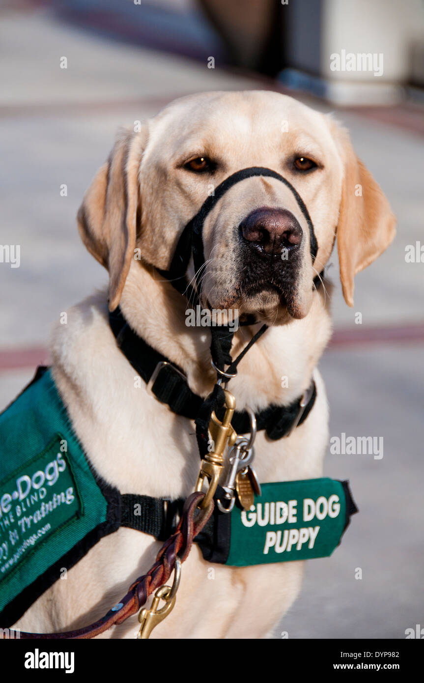 Yellow Labrador guide dog puppy in training Stock Photo
