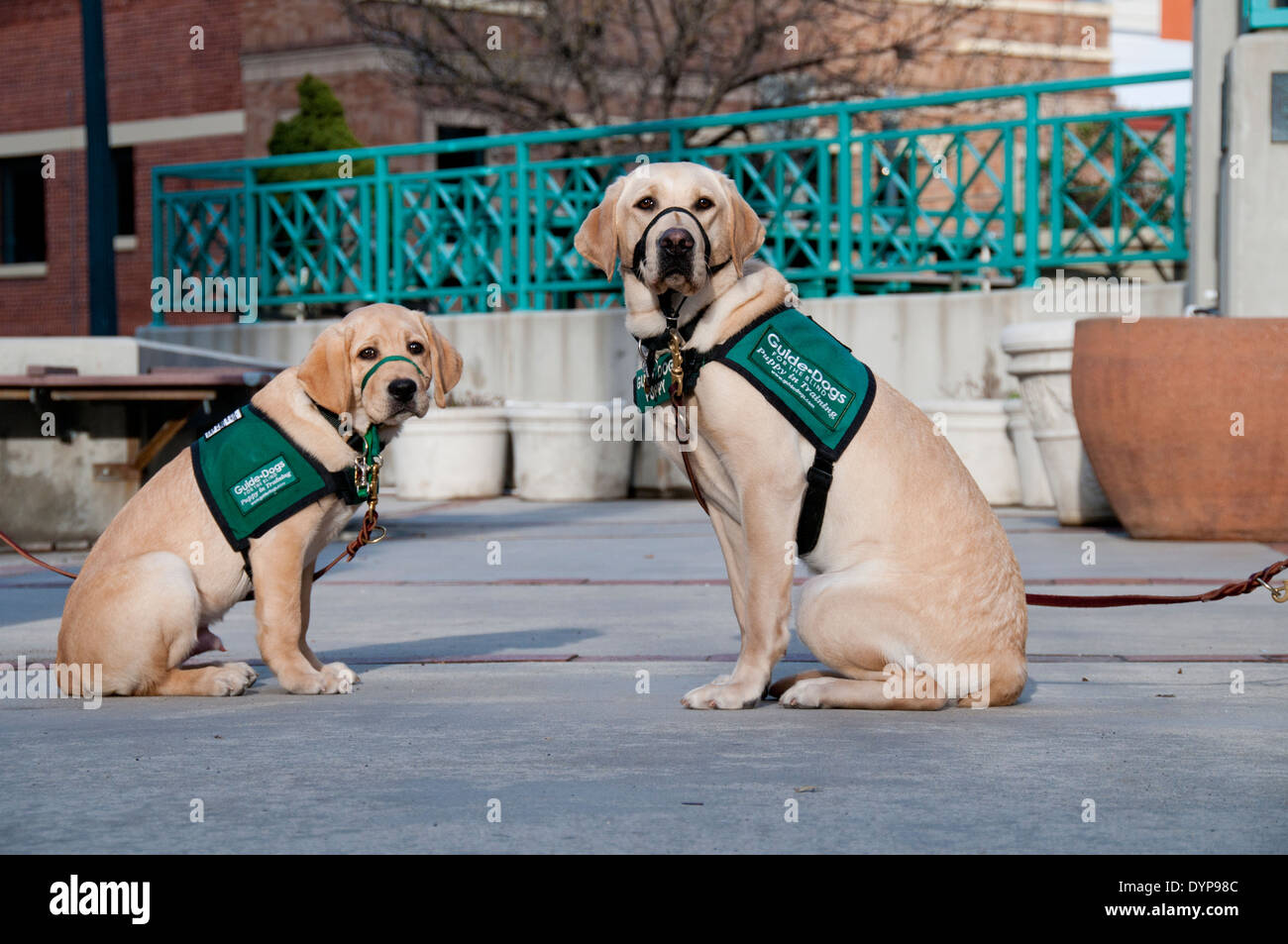 Guide dog puppies in training Stock Photo