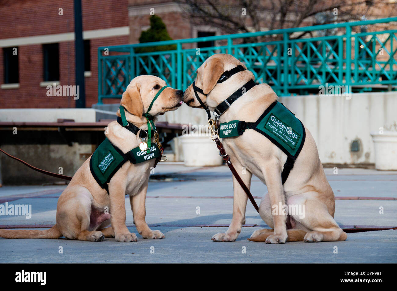 Guide dog puppies in training greeting each other Stock Photo