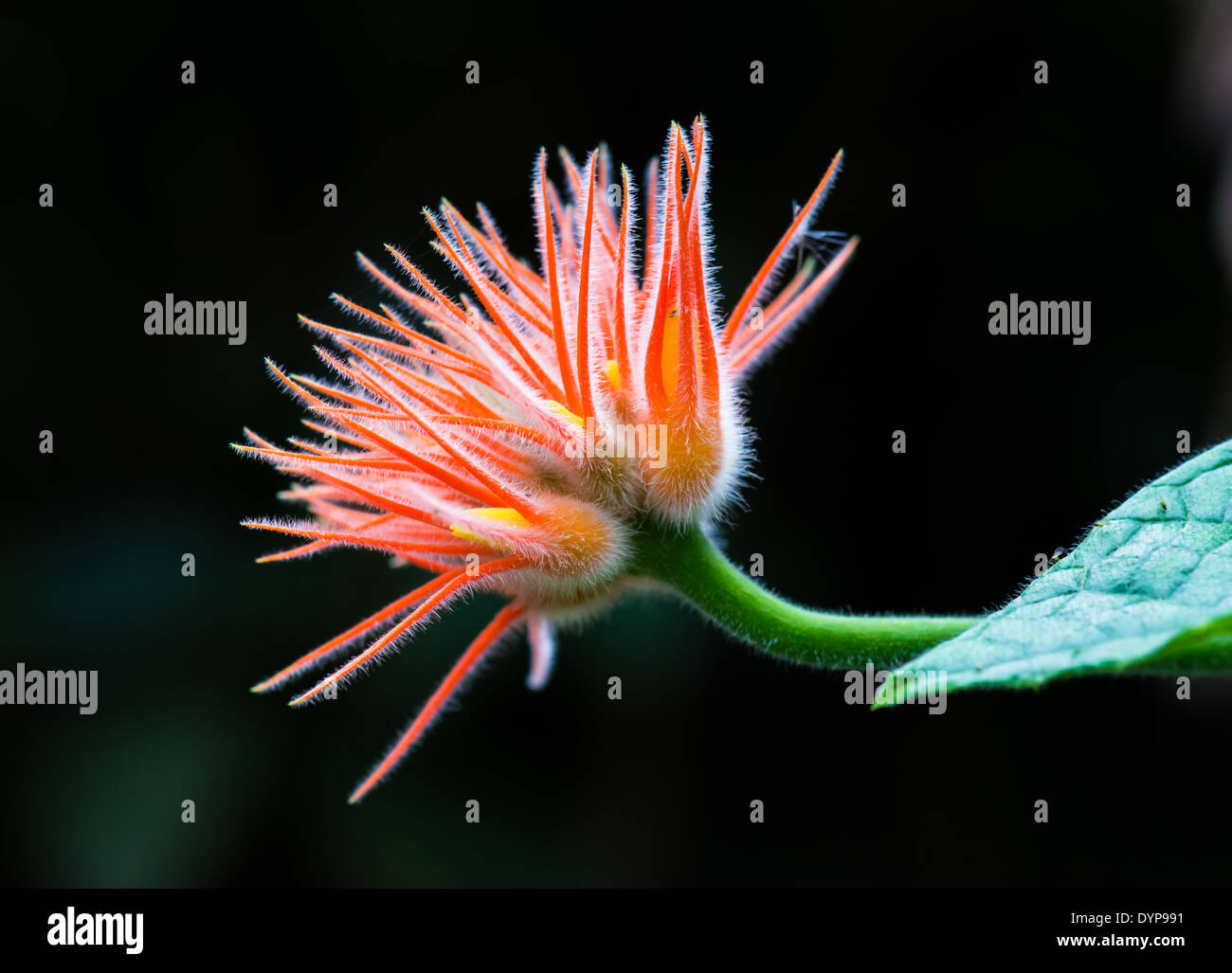 A delicate orange-red tropical flower. Monteverde, Costa Rica. Stock Photo