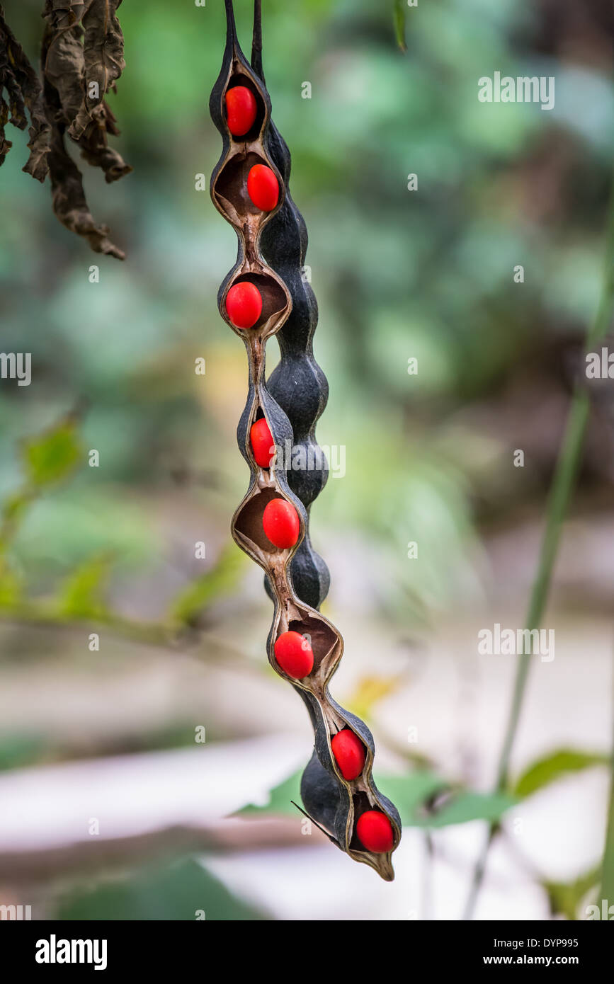 Bright red bean-like seeds in seedpod. Monteverde, Costa Rica. Stock Photo