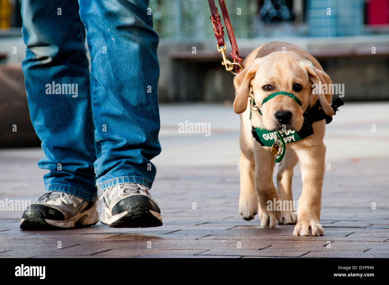 Trainer walking guide dog puppy in training Stock Photo
