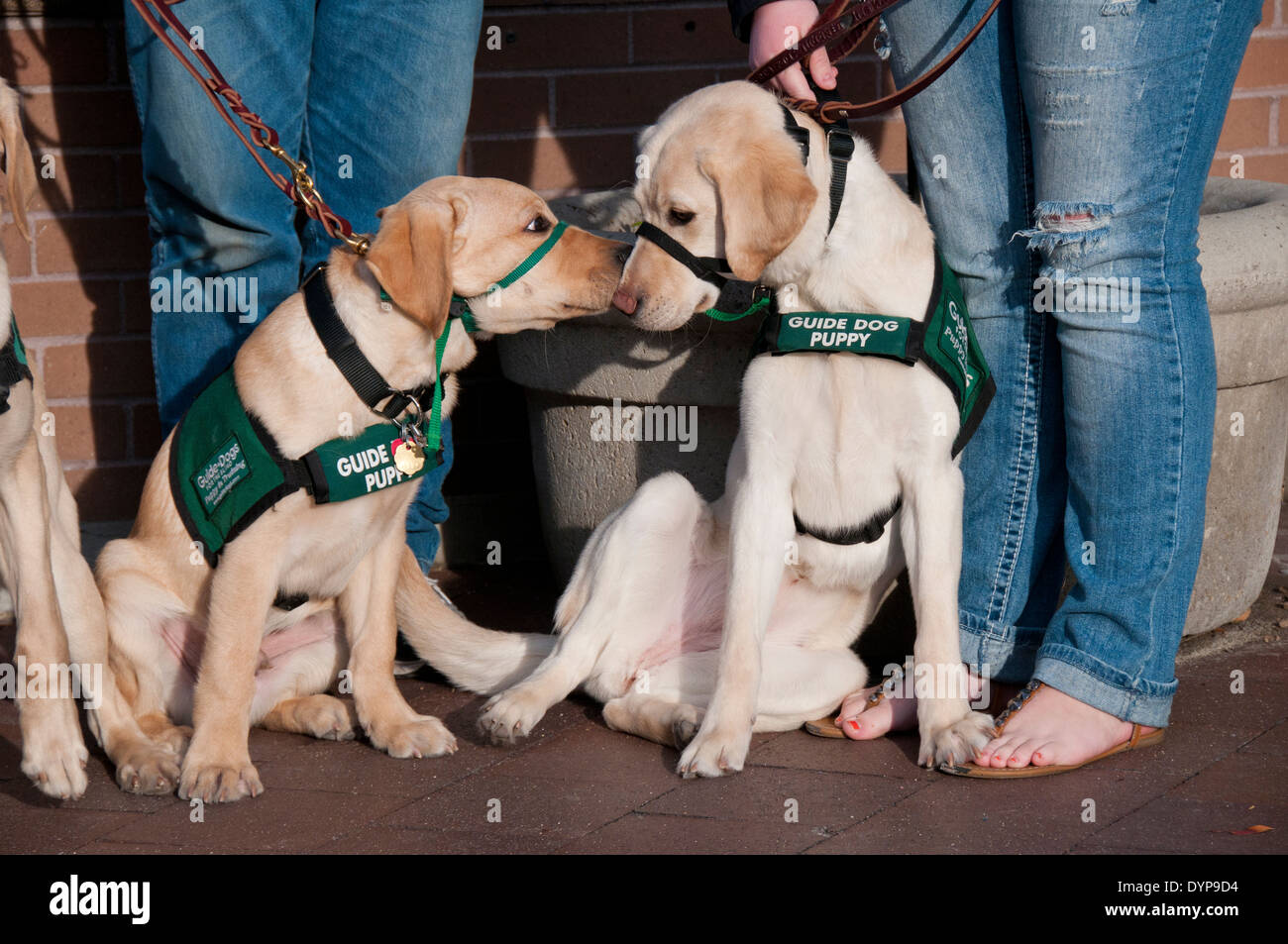 Guide dog puppies in training greeting each other Stock Photo
