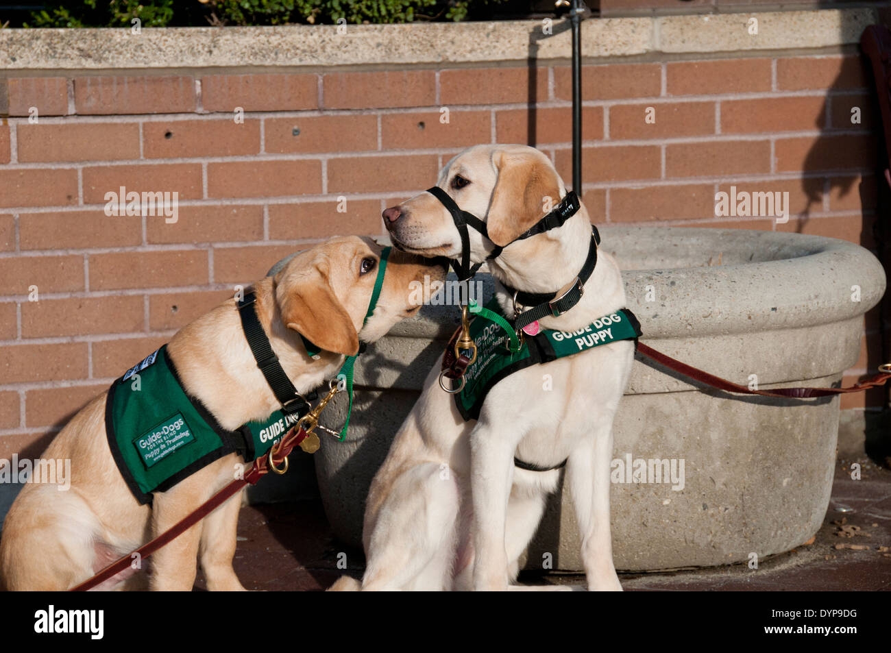 Guide dog puppies in training greeting each other Stock Photo
