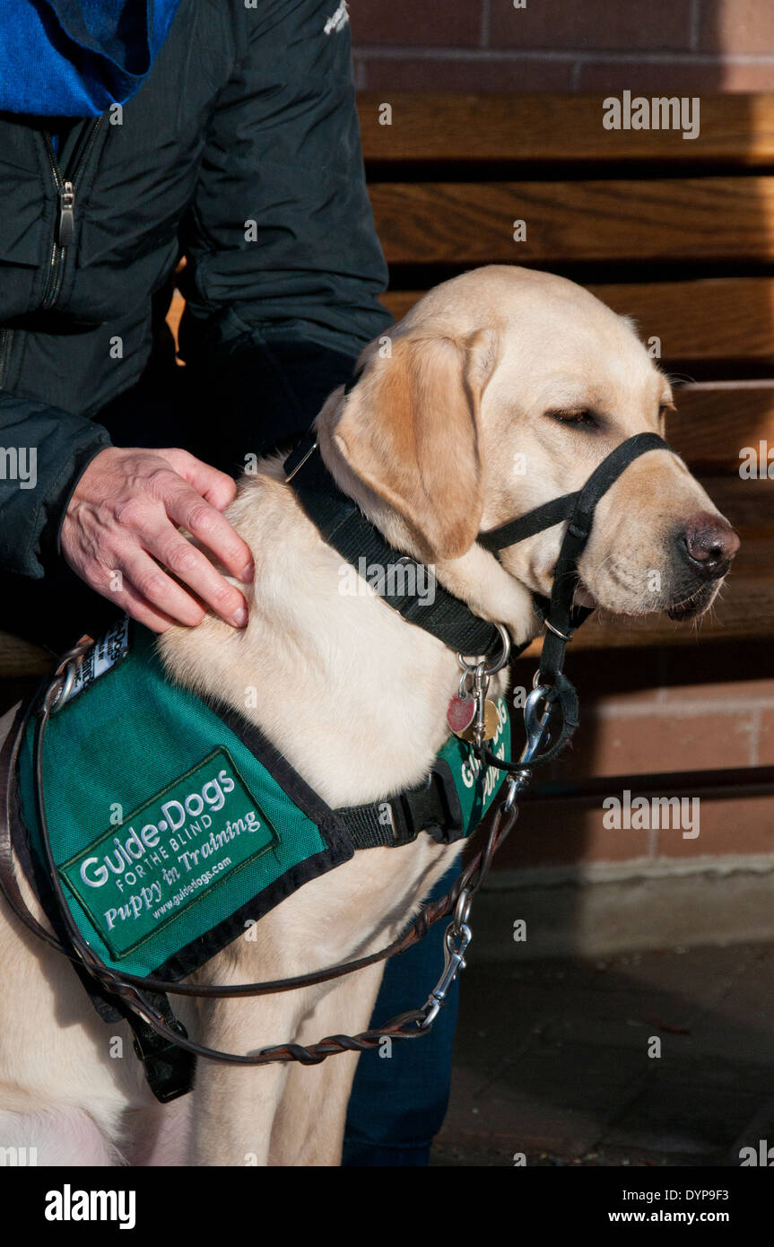 Yellow Labrador guide dog puppy in training with trainer Stock Photo