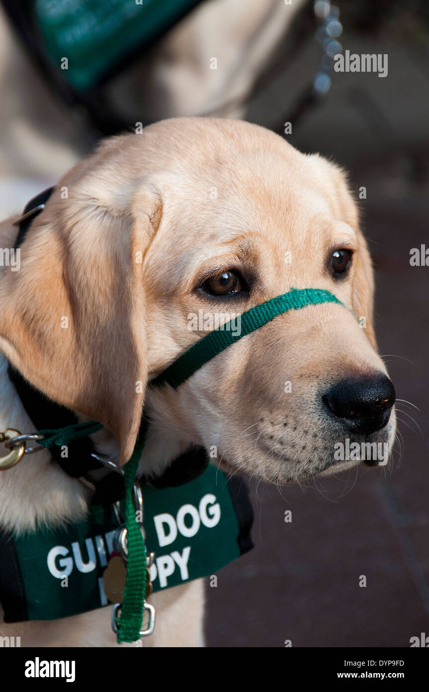 Yellow Labrador guide dog puppy in training Stock Photo